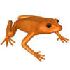 goldentoad.JPG (66074 bytes)