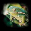 miscfrog.gif (39777 bytes)